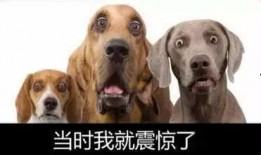 网友爆料狗狗被扎死了视频,无辜生命被残忍扎死